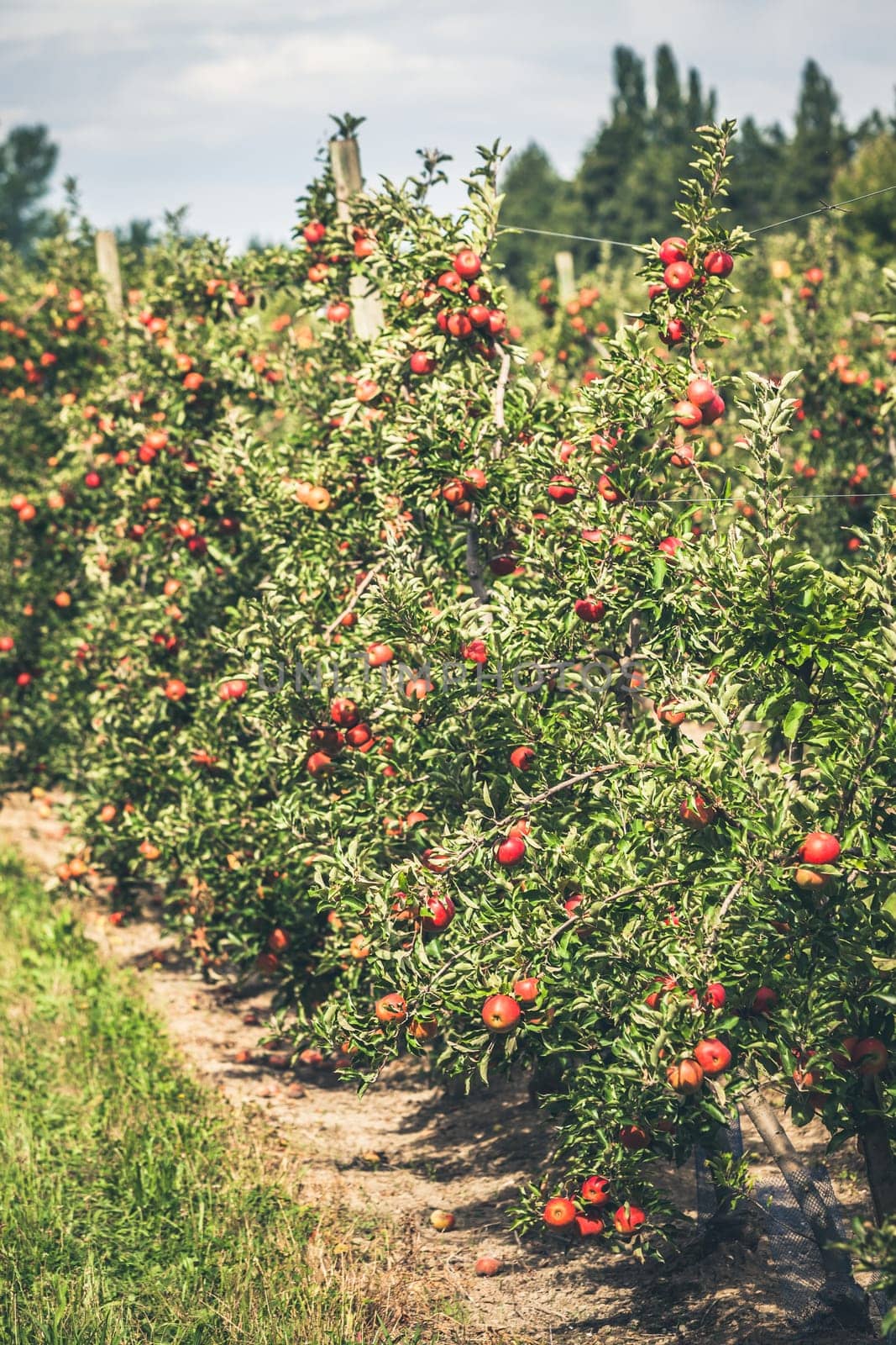Apple orchard full of riped red fruits at sunny summer day