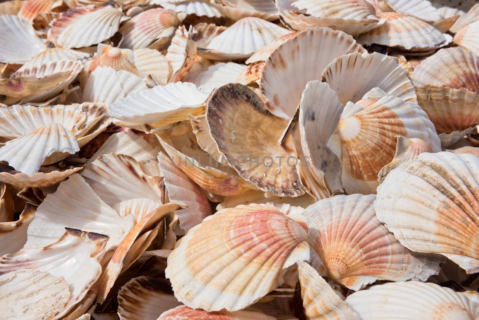 Heap of scallop shells as a background texture