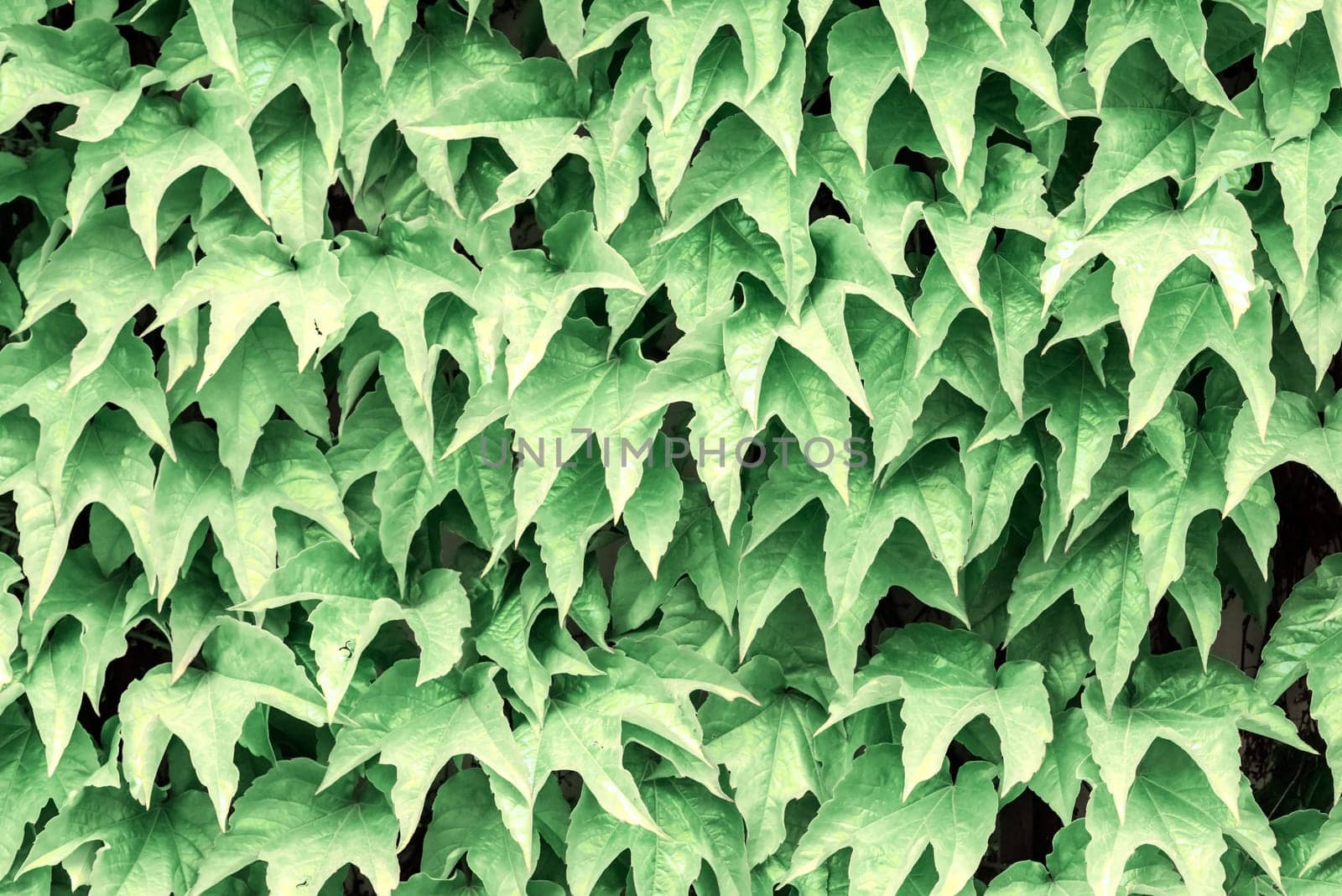 green leaf background. horizontal shot