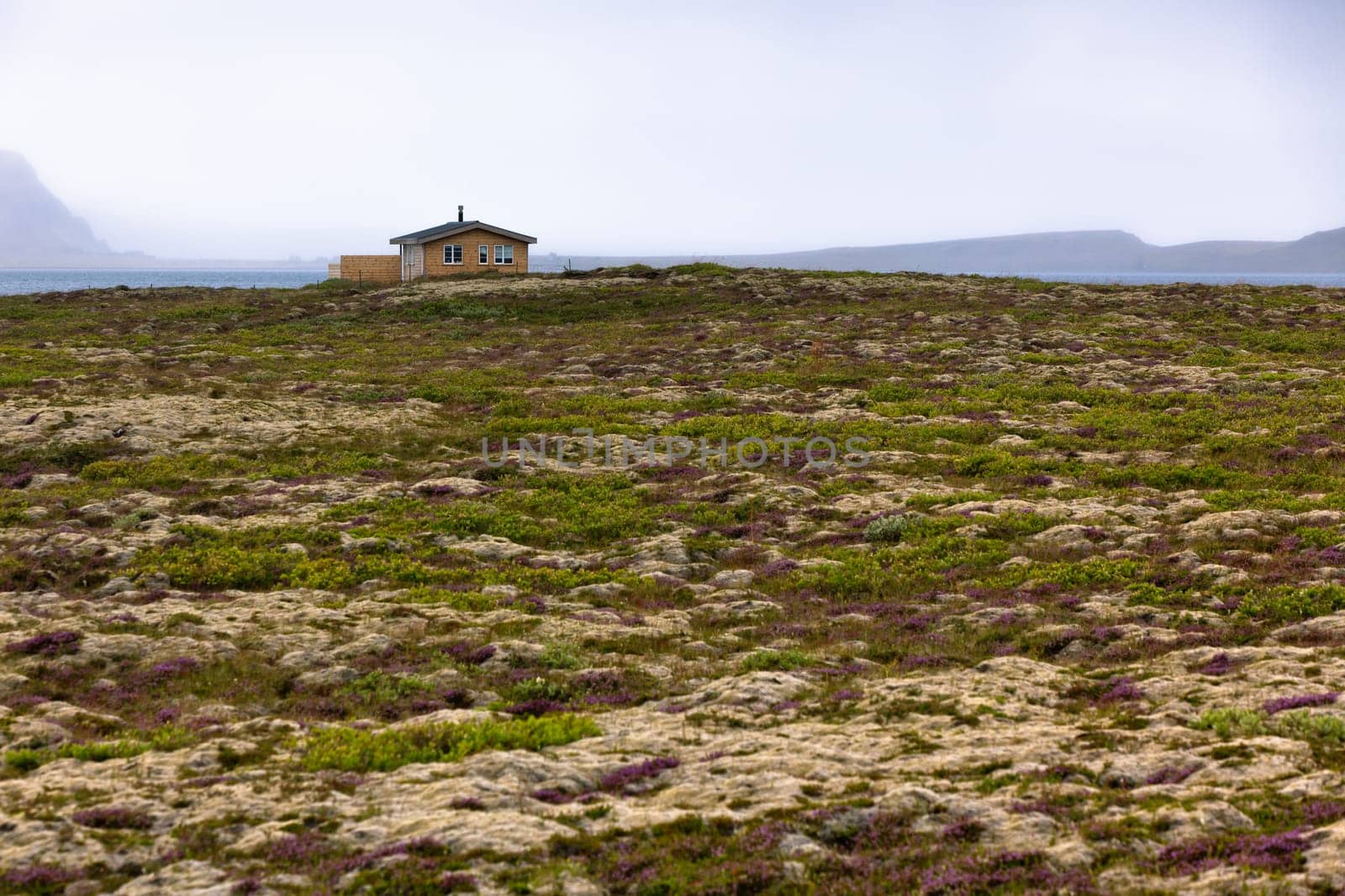 Rural House at Blooming moss field in Iceland at summer