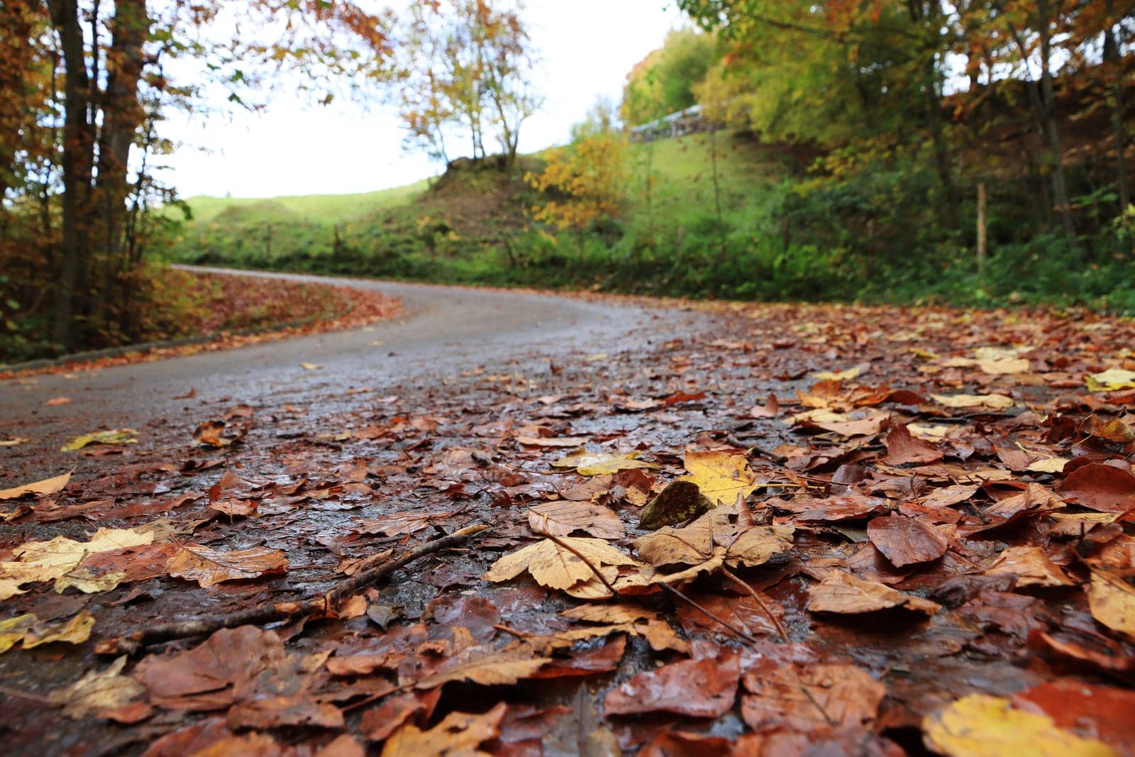 Wet fall leaves on the road can be dangerous for vehicles, cyclists and pedestrians
