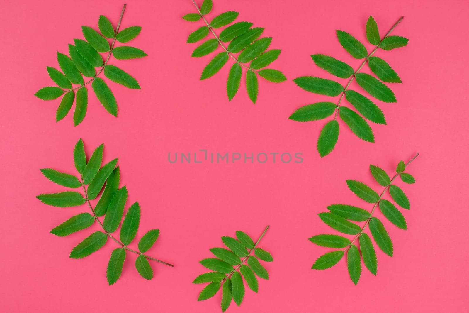Creative flat lay top view pattern with fresh green rowan tree leaves on bright pink background with copy space in minimal duotone pop art style, frame template for text
