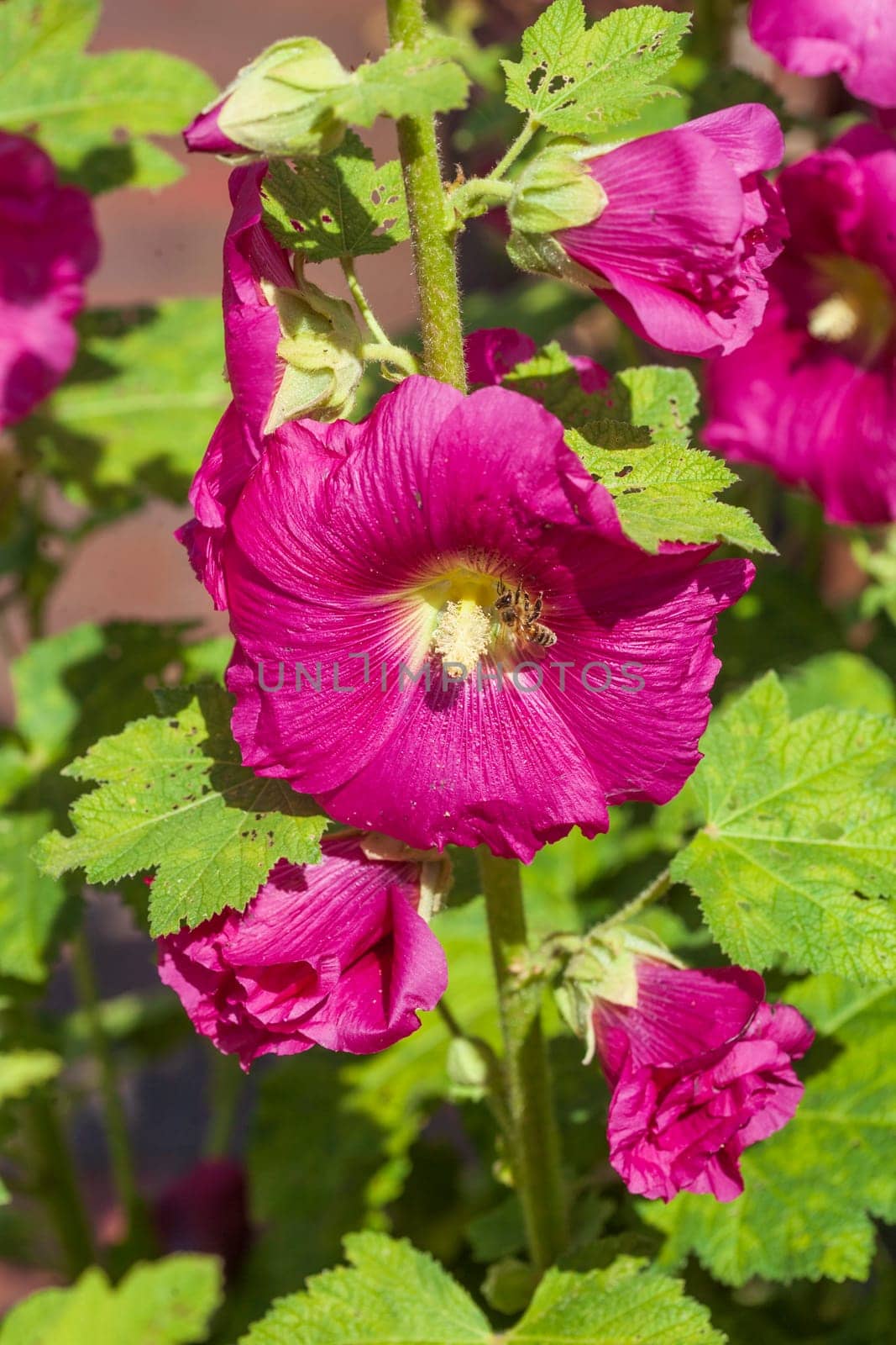 Flowering pink-red hollyhocks, Germany