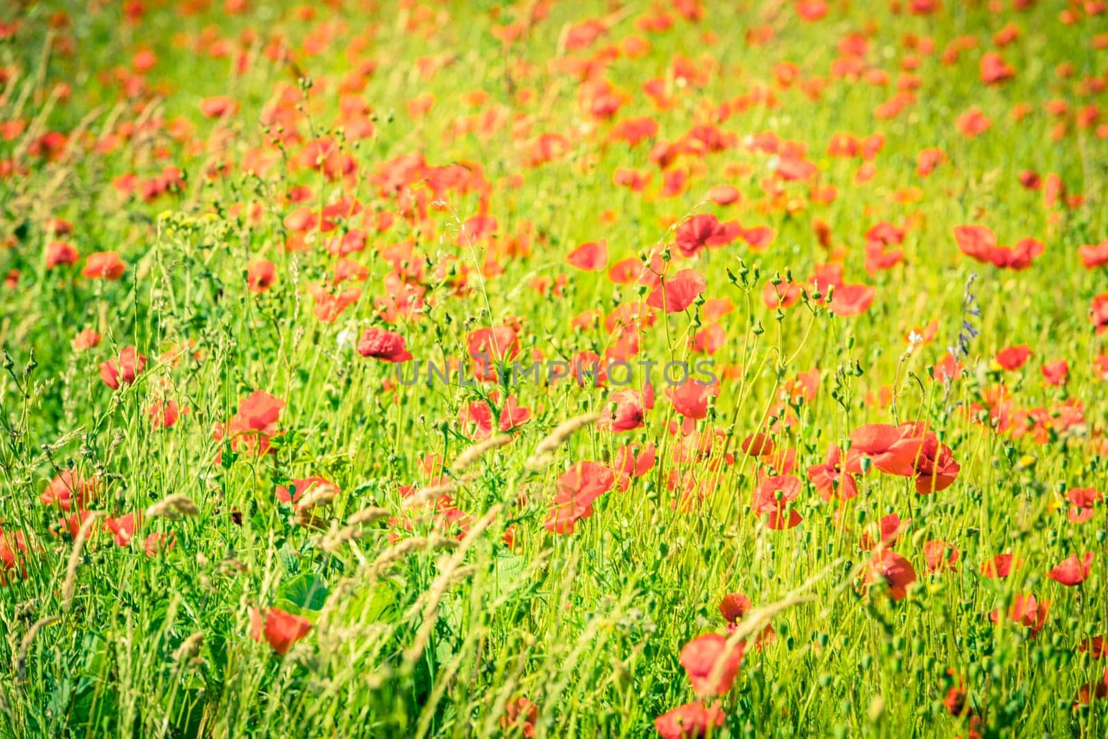 Red poppies in a summer meadow on sunny day. Horizontal shot