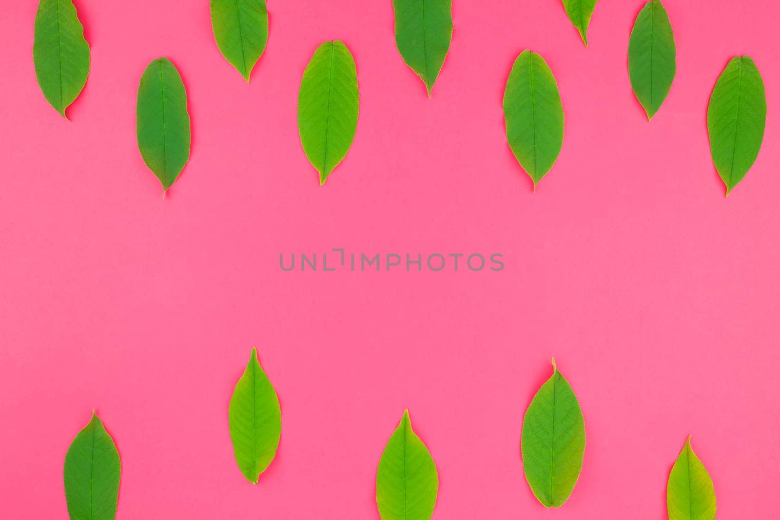 Creative flat lay top view pattern with fresh green leaves on bright pink background with copy space in minimal pop art style, template for text