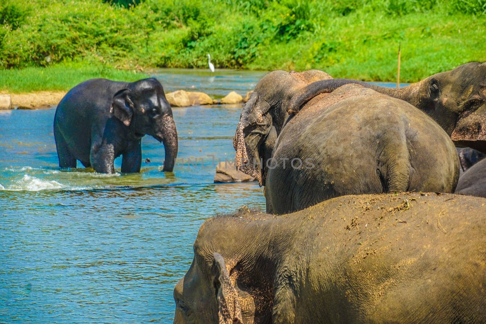 Wild elephant image (Sri Lanka Pinnawara). Shooting Location: Sri Lanka