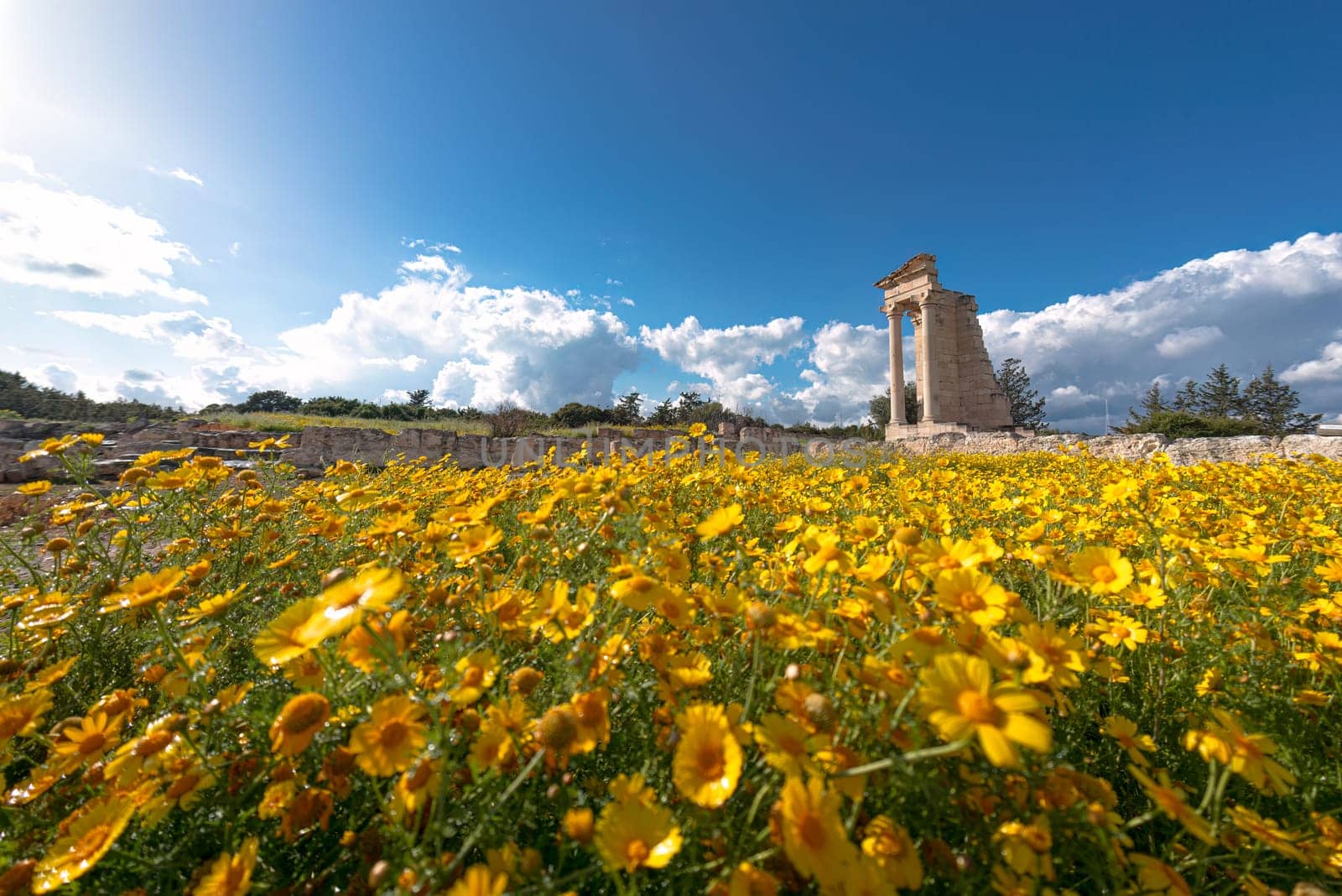 Yellow flowers are blooming in the ruins of the sanctuary of Apollo Hylates in Cyprus