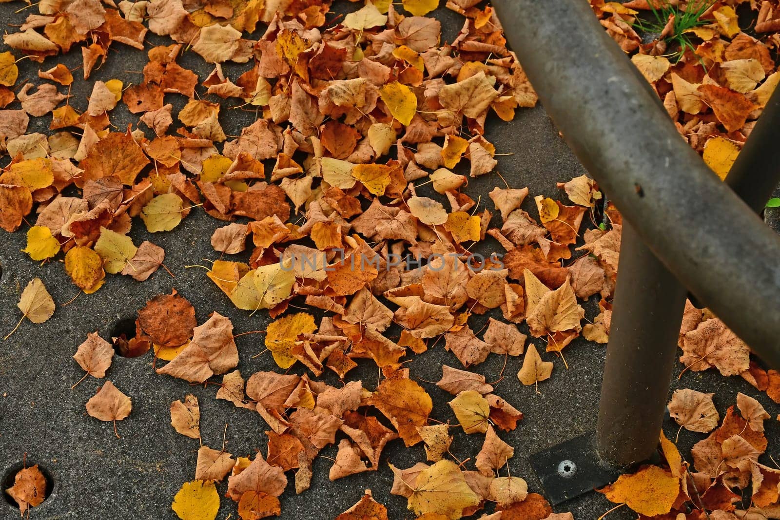 autumnal colored leaves on a street with an iron grid