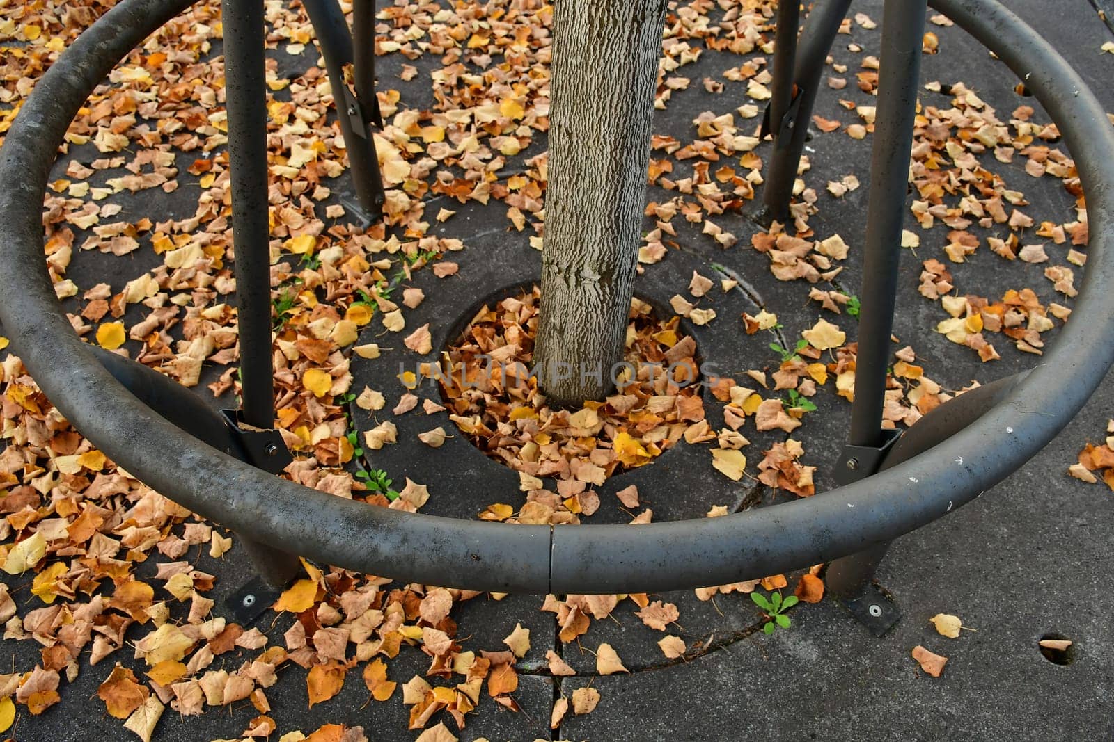 autumnal colored leaves on a street with an iron grid