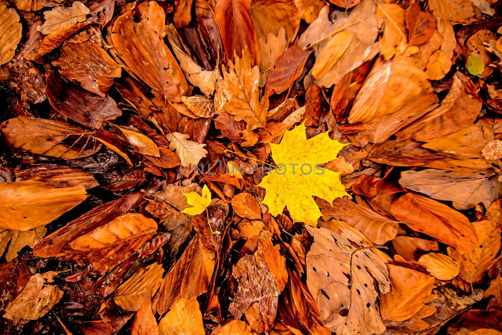 maple leaf in autumnal colors on a forest floor