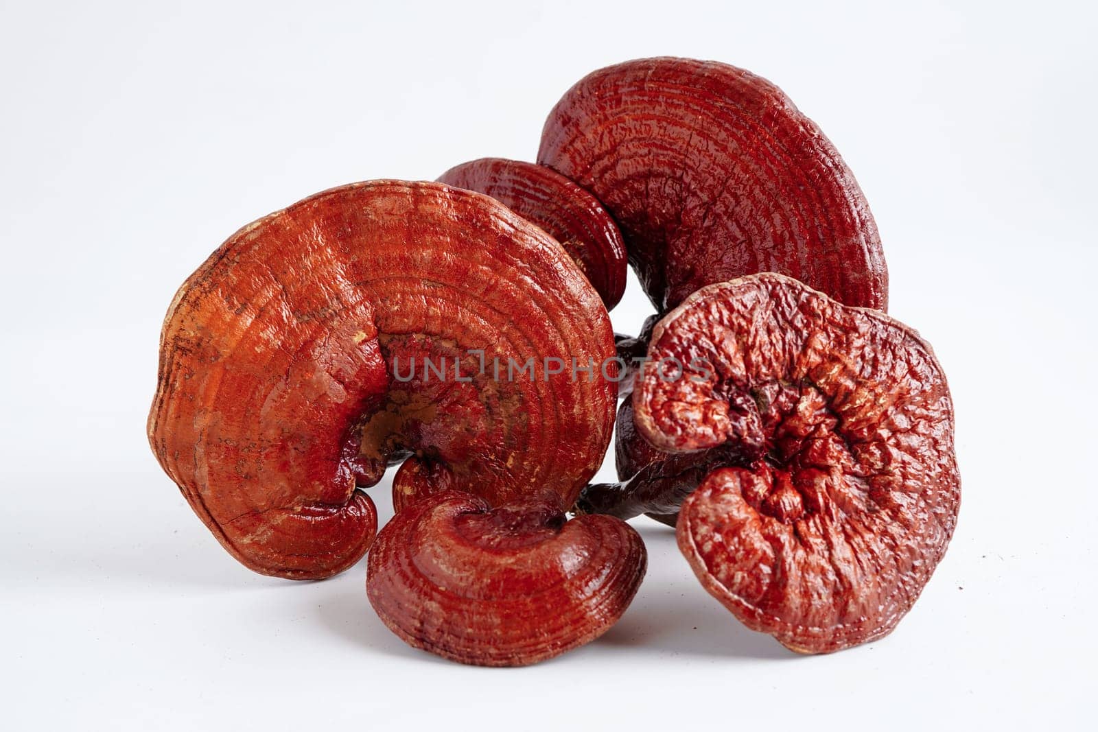 Lingzhi or Reishi mushroom with capsules, organic natural healthy food.