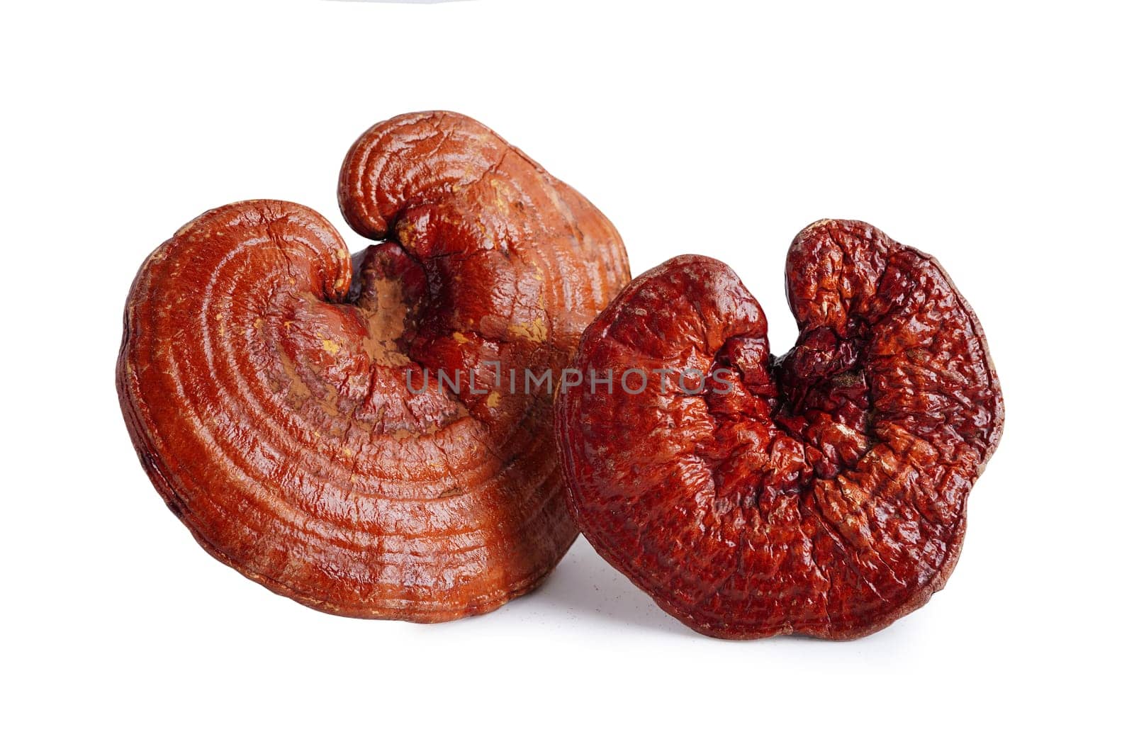 Lingzhi or Reishi mushroom isolated on white background with clipping path, organic natural healthy food.