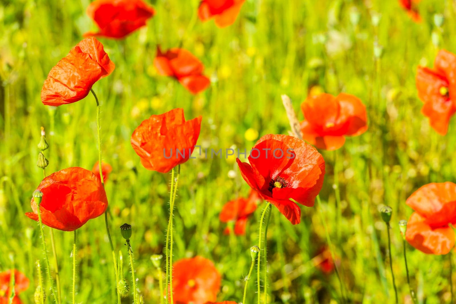 Red poppies in a summer meadow on sunny day. Horizontal shot