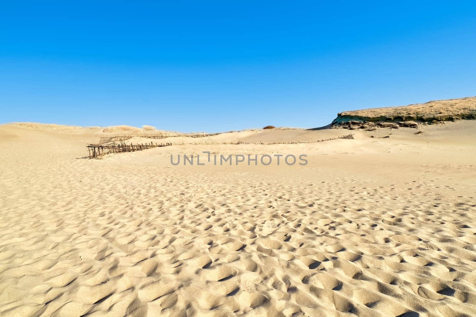 Beautiful view of nordic sand dunes at Curonian spit, Nida, Klaipeda, Lithuania. Buried wood, desert and sand, sunny blue sky.