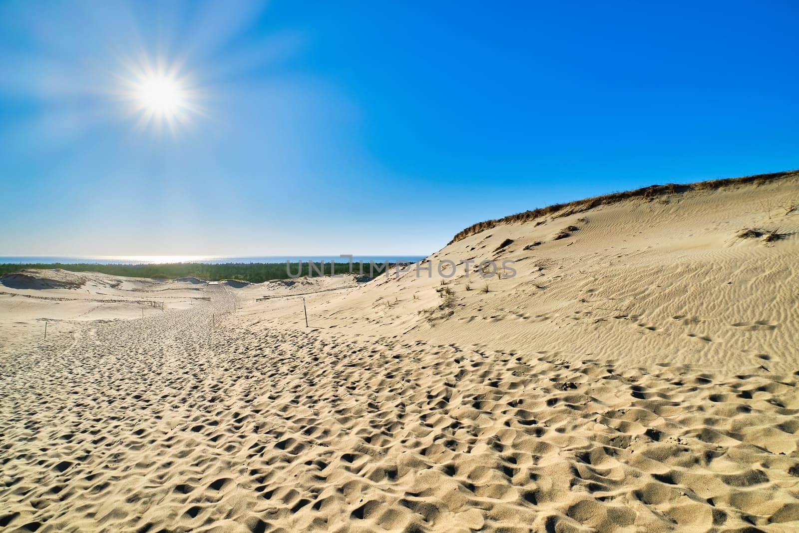 Beautiful calm view of nordic sand dunes and protective fences at Curonian spit, Nida, Klaipeda, Lithuania. Buried wood, desert and sand, sunny blue sky. Sand patterns