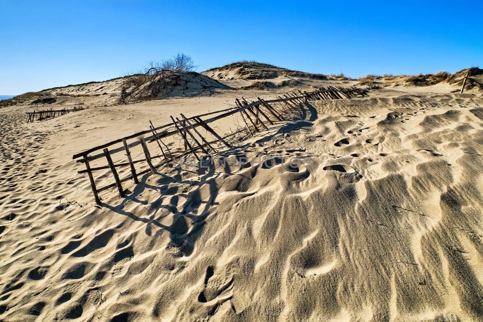 Beautiful view of nordic sand dunes and protective fences at Curonian spit, Nida, Klaipeda, Lithuania. Buried wood, desert and sand, sunny blue sky. Sand patterns