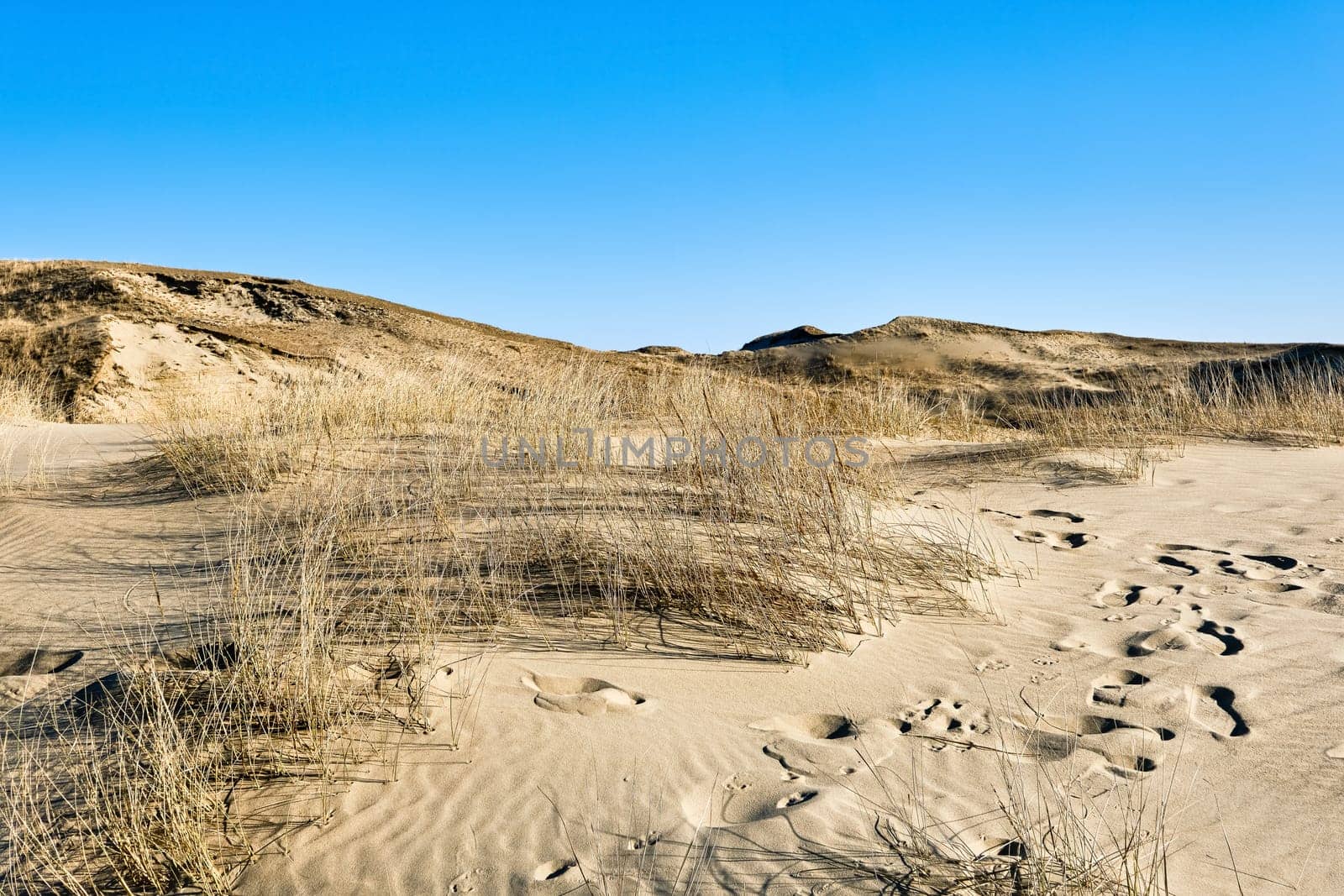 View of beautiful nordic dunes of Curonian spit, Nida, Lithuania, white sand patterns, footprints, blue sky. Desert and sunshine and some flora.