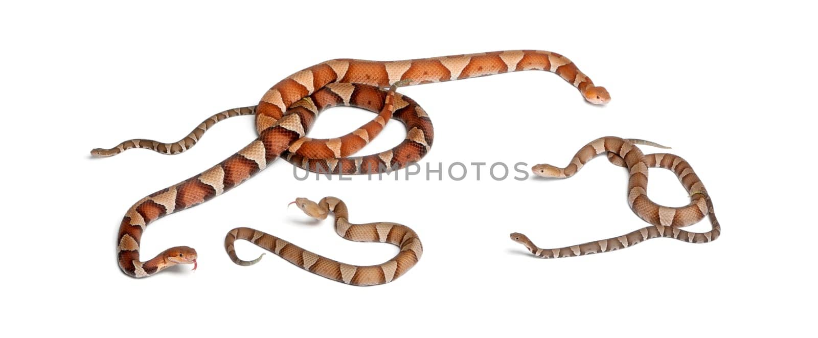 male and female and babies Copperhead snake or highland moccasin - Agkistrodon contortrix, poisonous, white background