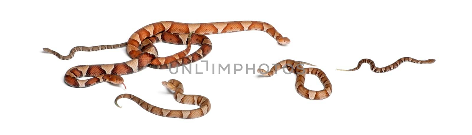male and female and babies Copperhead snake or highland moccasin - Agkistrodon contortrix, poisonous, white background