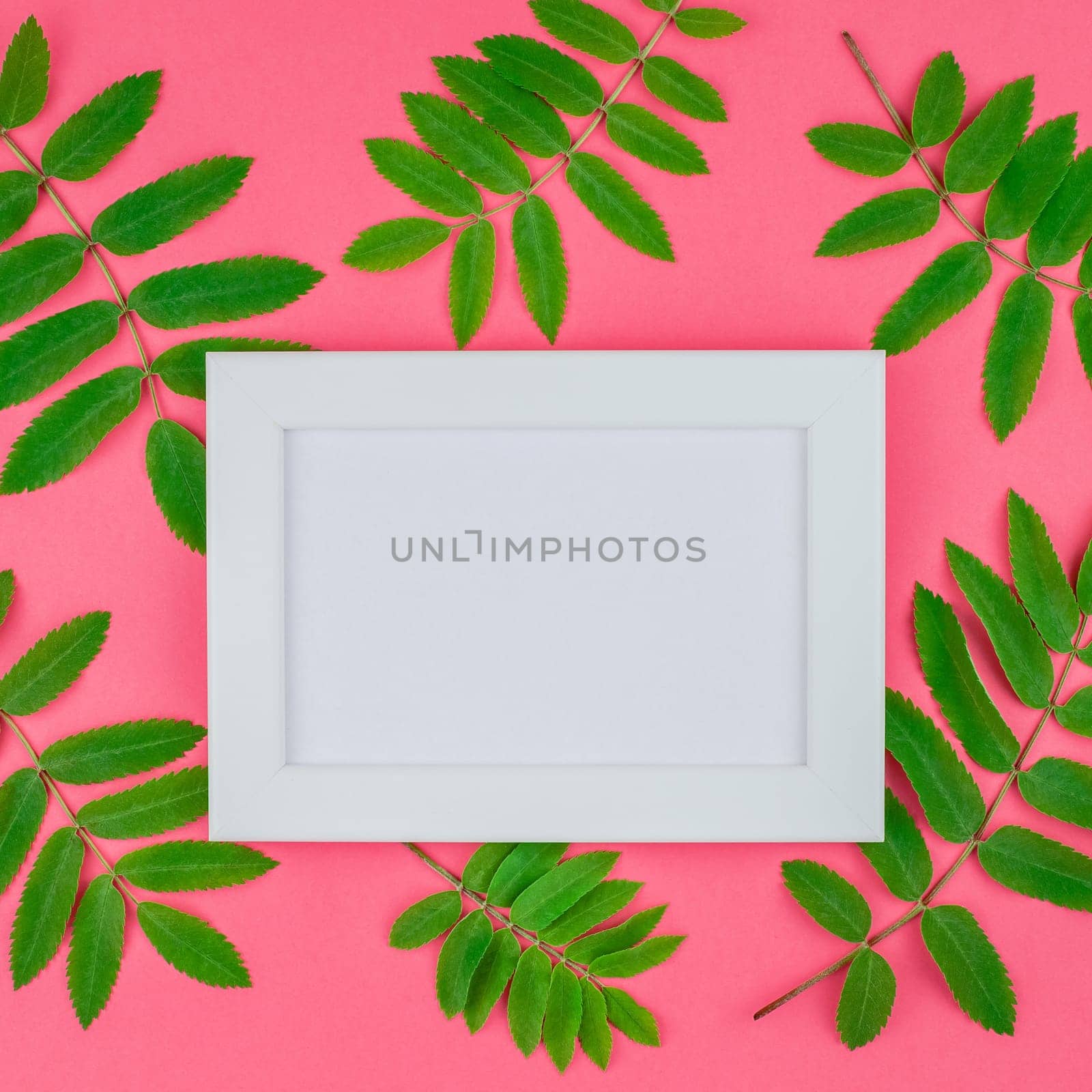 Creative flat lay top view white frame mock up with fresh green rowan tree leaves on bright pink square background with copy space in minimal duotone pop art style, template for text