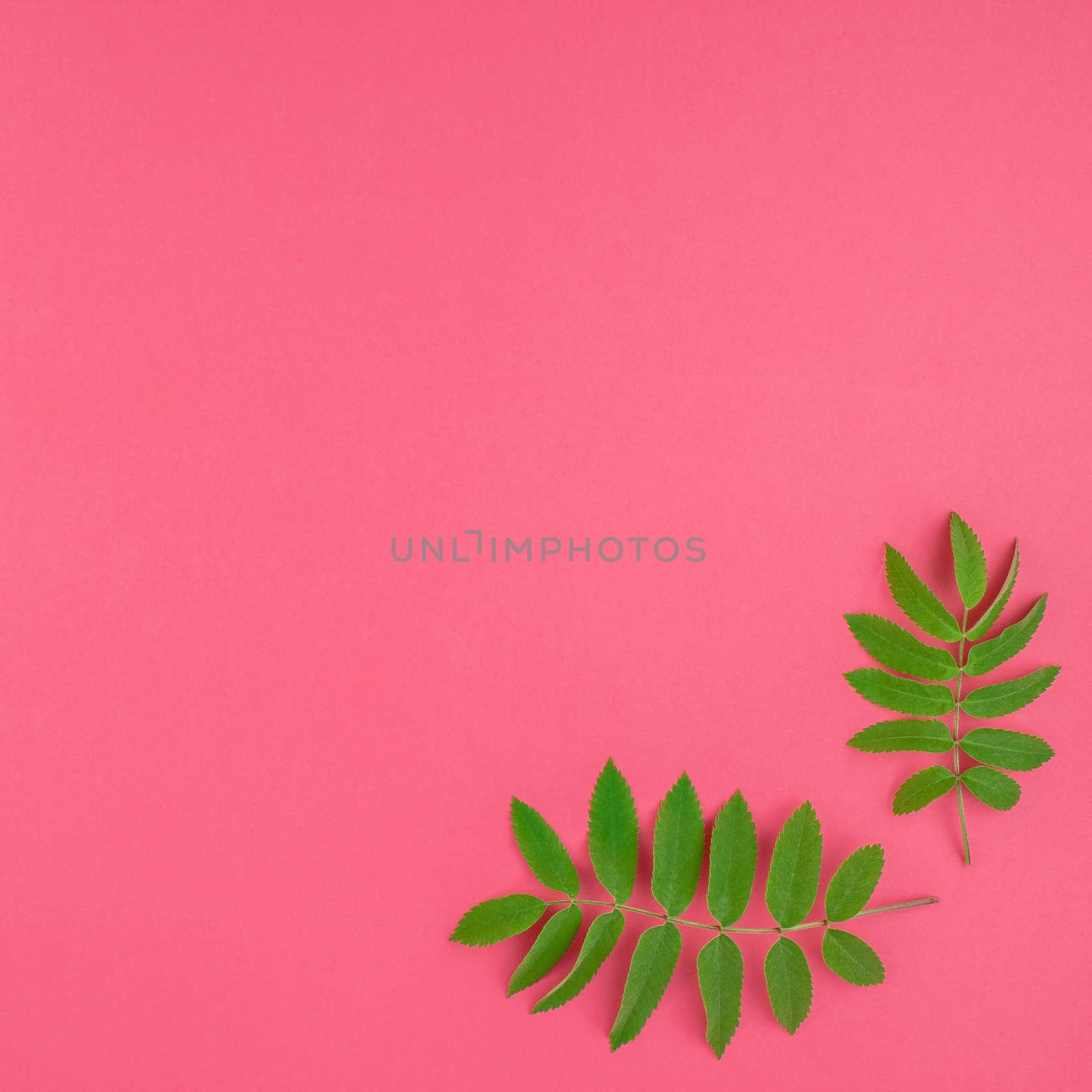 Creative flat lay top view pattern with fresh green rowan tree leaves on bright pink square background with copy space in minimal duotone pop art style, frame template for text