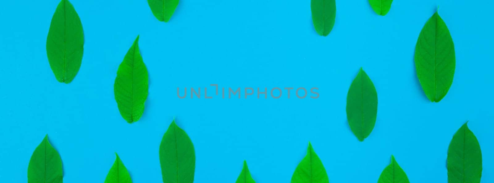 Creative flat lay top view pattern with fresh green leaves on bright blue background with copy space in minimal pop art style, template for text. Long wide banner