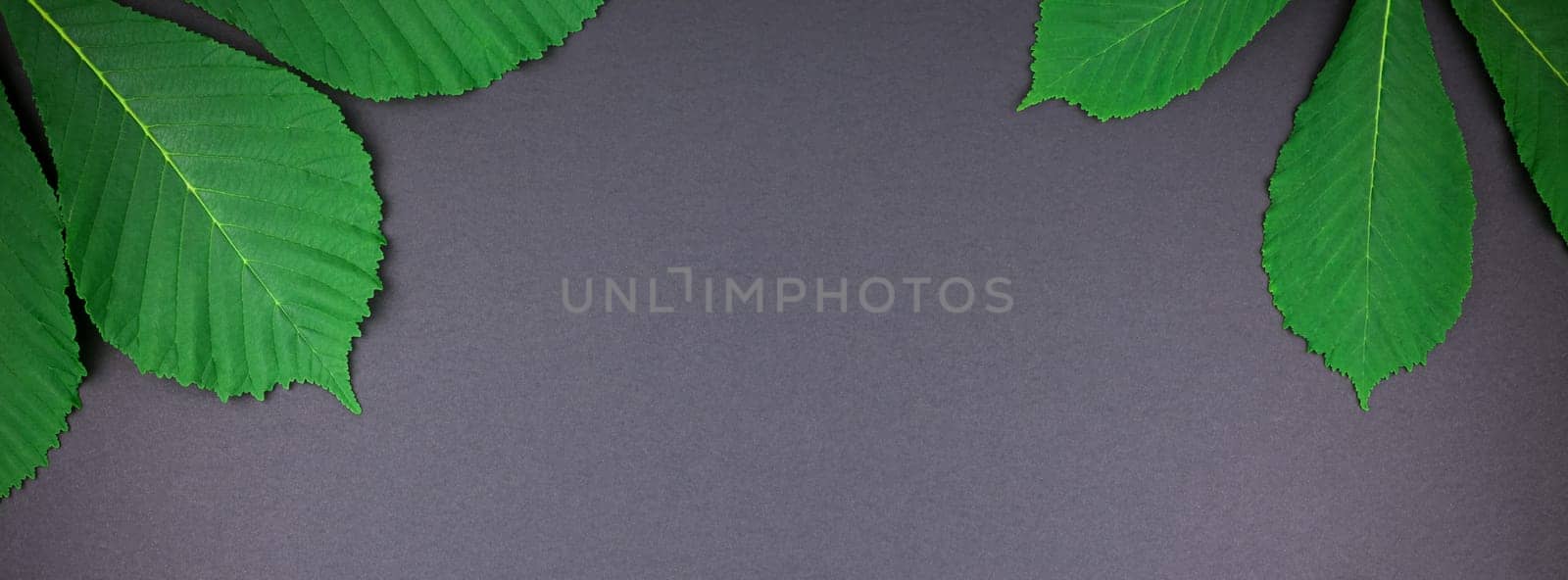 Creative botanical flat lay top view pattern with fresh bright green chestnut leaves on black paper background with copy space in minimal style, plant frame template for text. Long wide banner