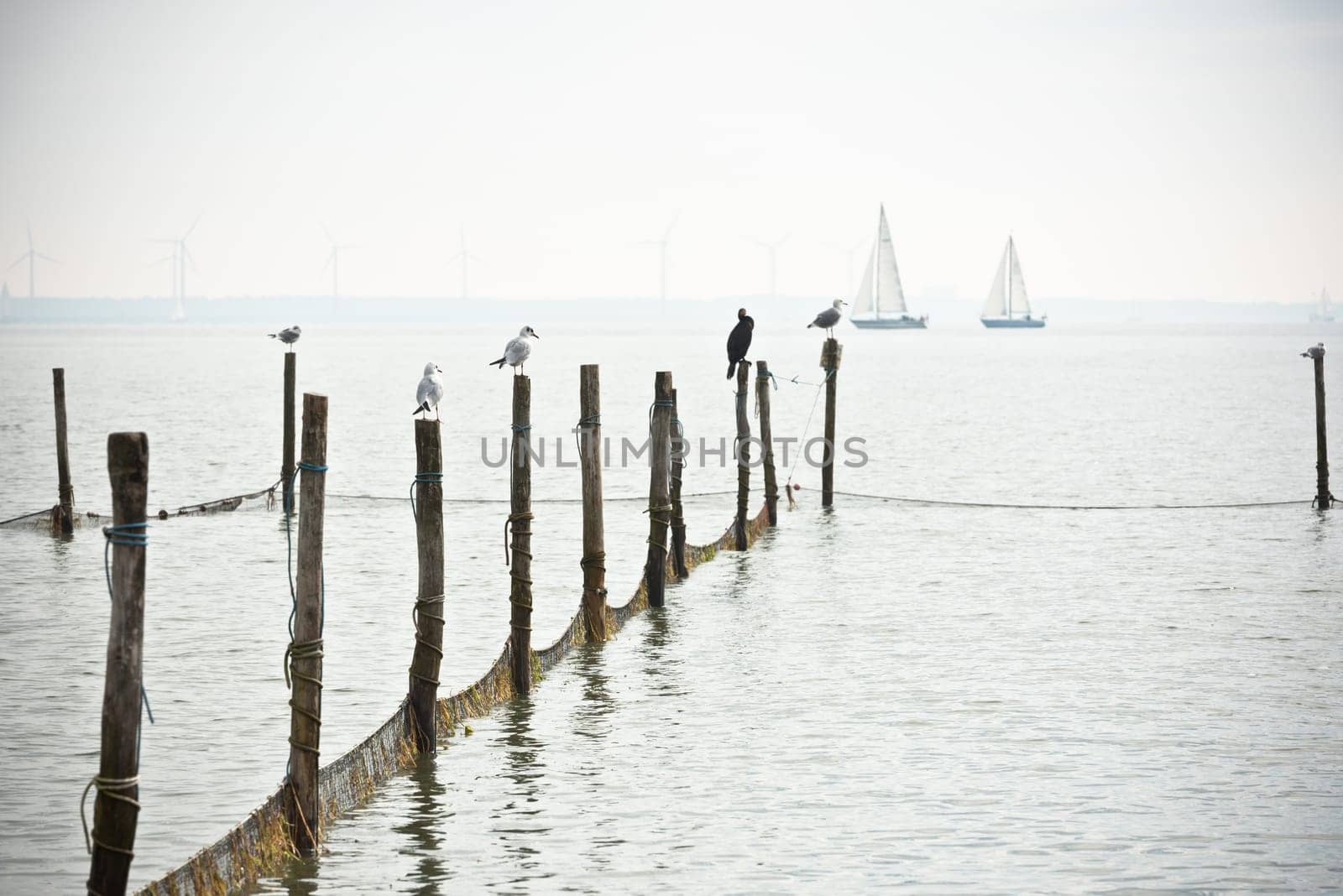 Northern Sea landscape: still water and birds on wooden posts