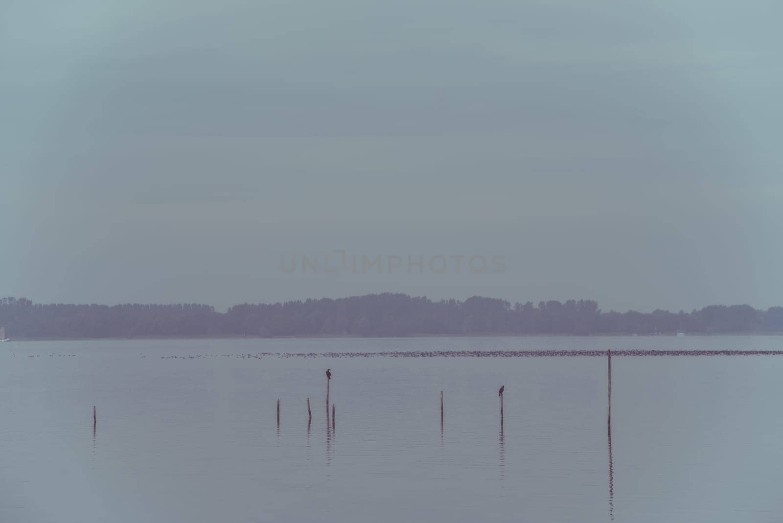 Northern Sea landscape: still water and birds on wooden posts. Toned image