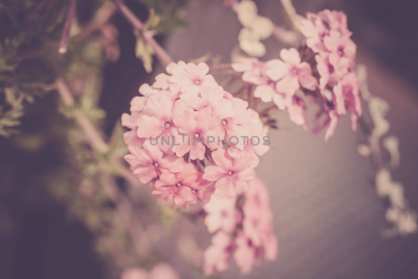 Verbena flowers on bokeh background. Shot with a selective focus