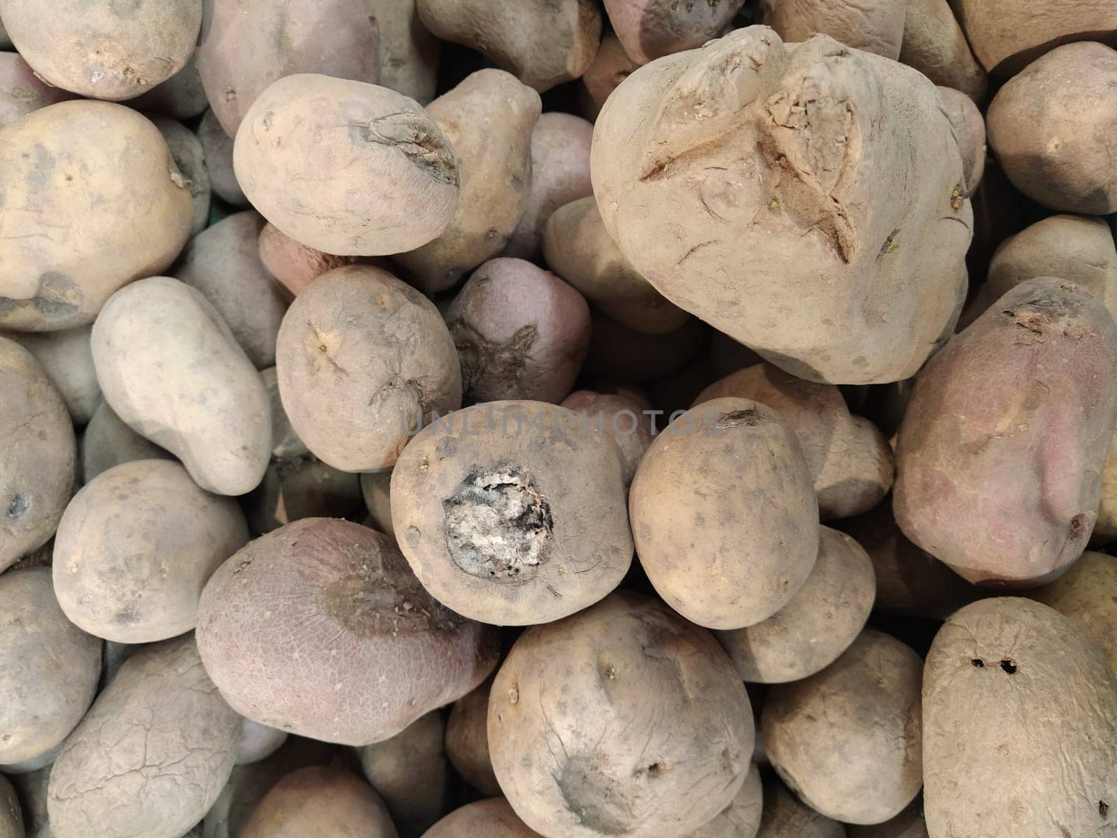 A collection of decaying potatoes is stacked closely together, revealing signs of rot, discoloration, and surface damage in a poorly ventilated area. Mold and scab on tubers. Unsuitable for eating
