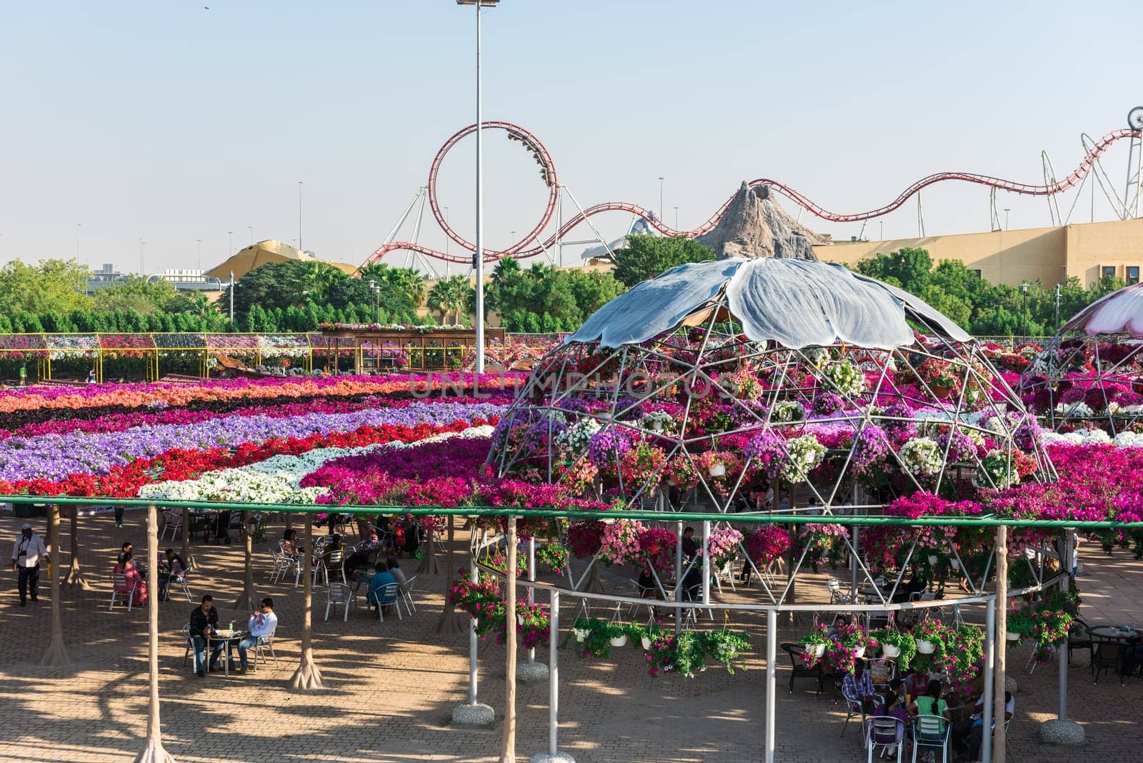 UAE, DUBAI - DECEMBER 30: dubai miracle garden with over million flowers on a sunny day December 30, 2014