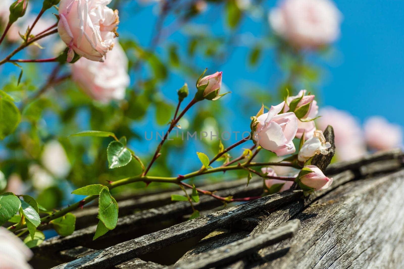 Bush of beautiful roses in a garden. Horizontal shot