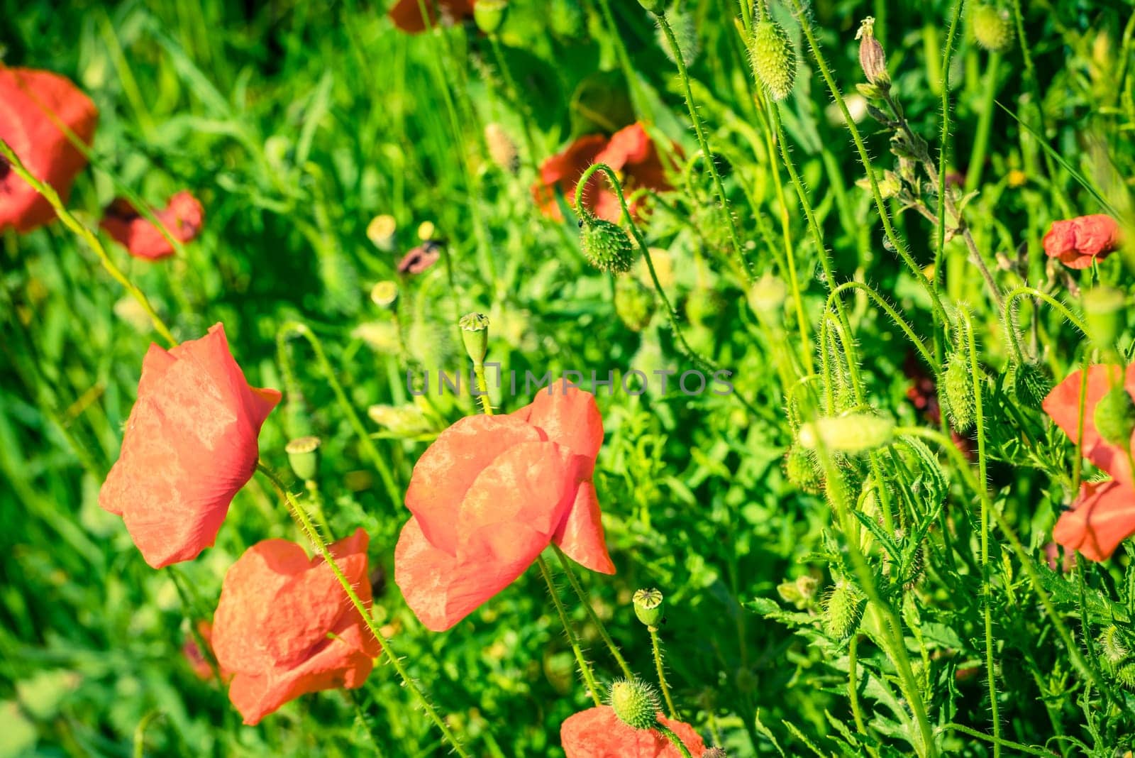 Red poppies in a summer meadow on sunny day. Horizontal shot