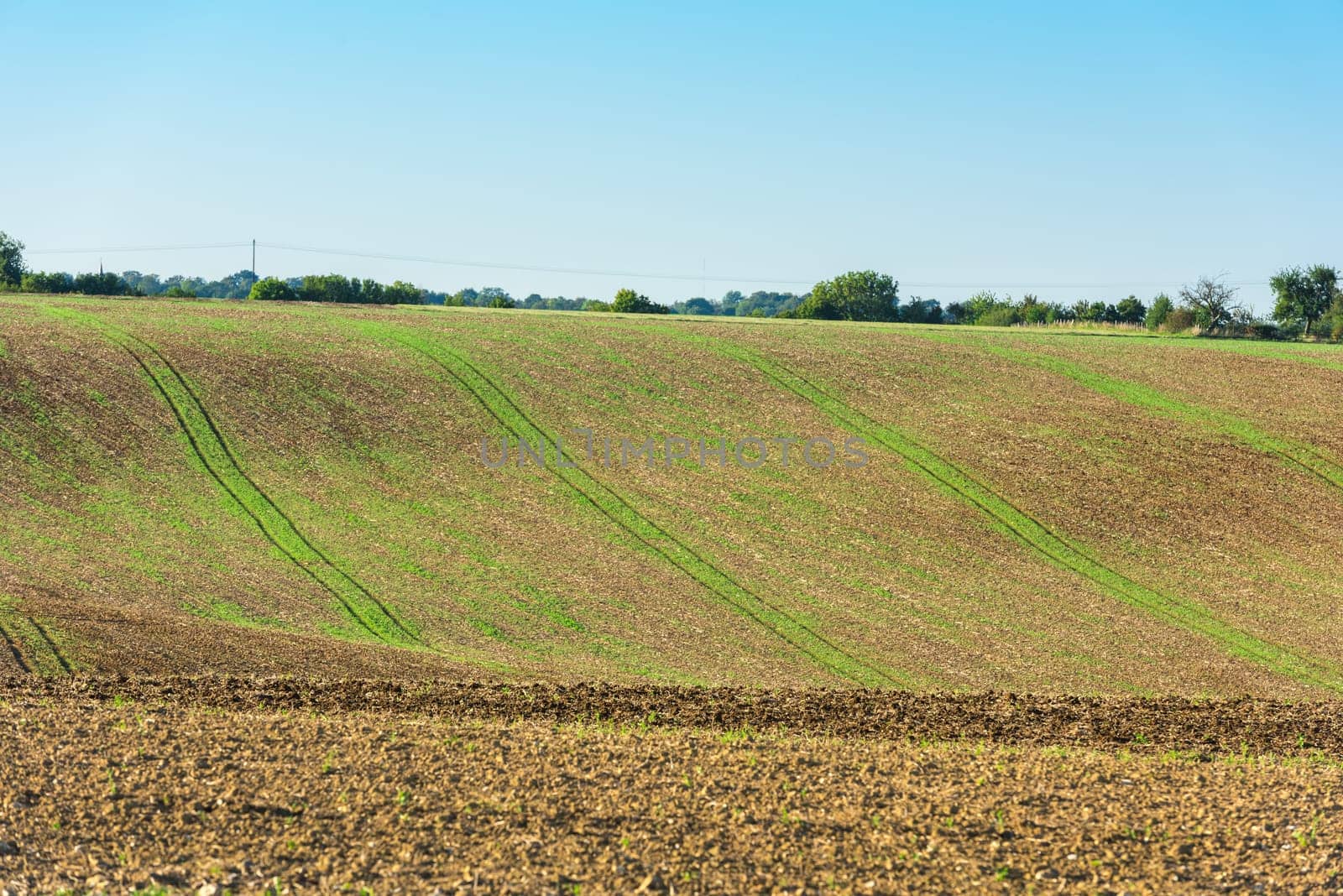 Agricultural field on a hill with young sprouts. Horizontal shot