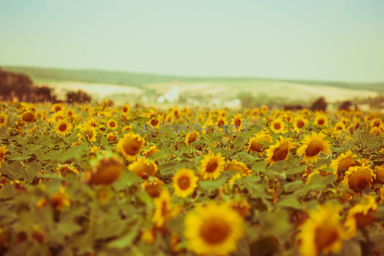 Bright Summer Sunflowers Field. Horizontal filtered shot