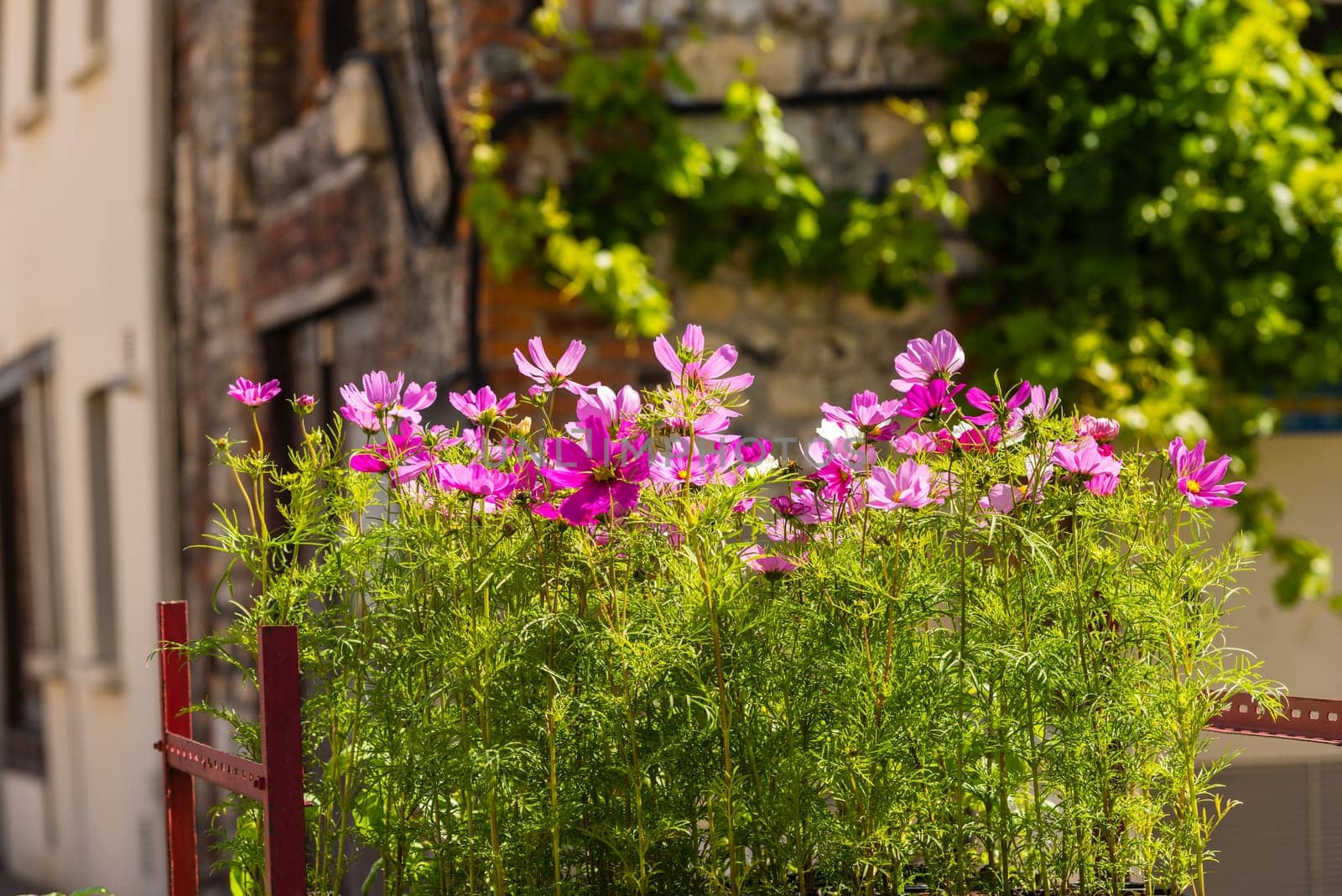 Blooming cosmos flowers on a town street background