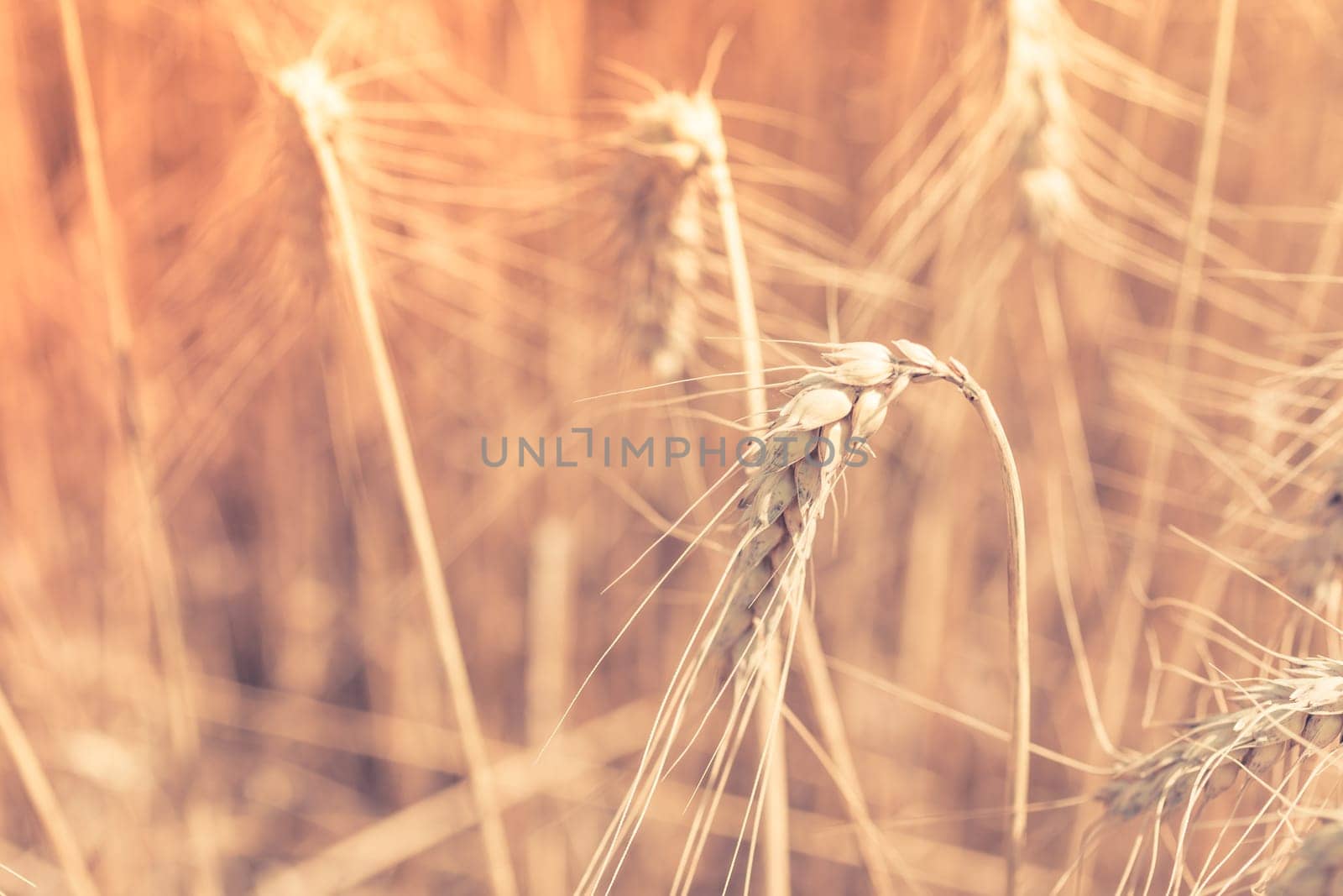 Ripe Cereal field. Shot with a selective focus