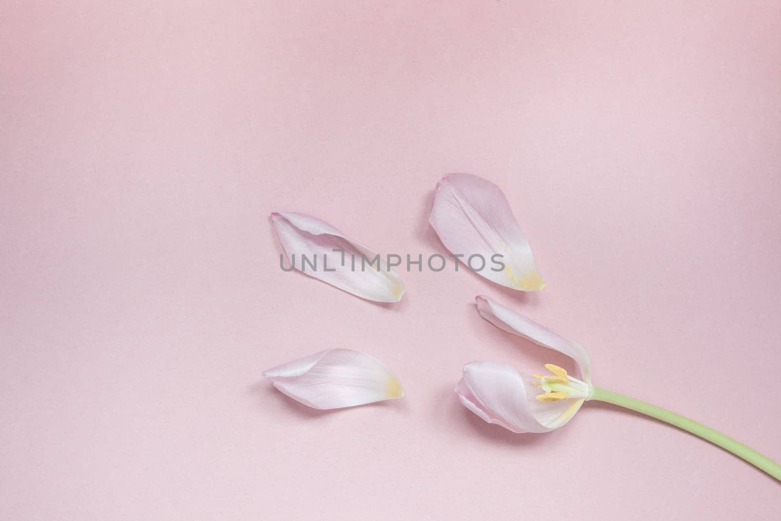 Pink tulip with petals on a pink background. Flat lay top view. Valentines romantic love easter spring concept