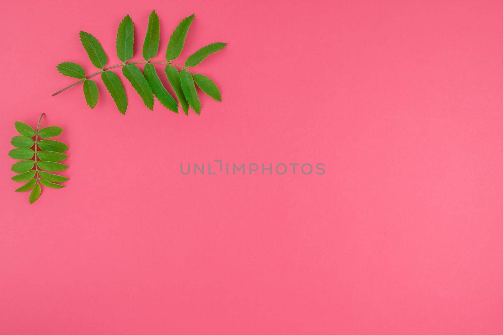 Creative flat lay top view pattern with fresh green rowan tree leaves on bright pink background with copy space in minimal duotone pop art style, frame template for text