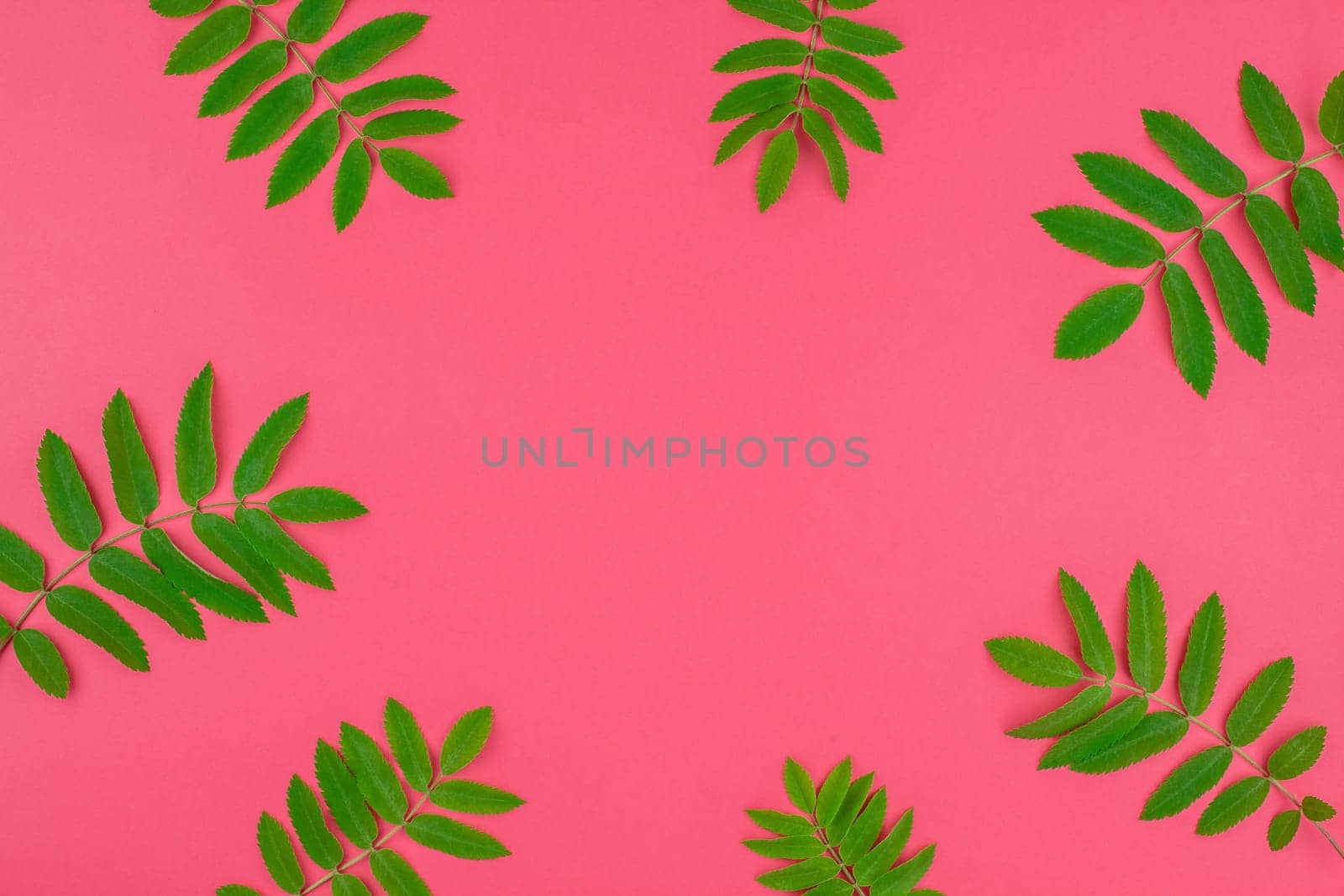 Creative flat lay top view pattern with fresh green rowan tree leaves on bright pink background with copy space in minimal duotone pop art style, frame template for text