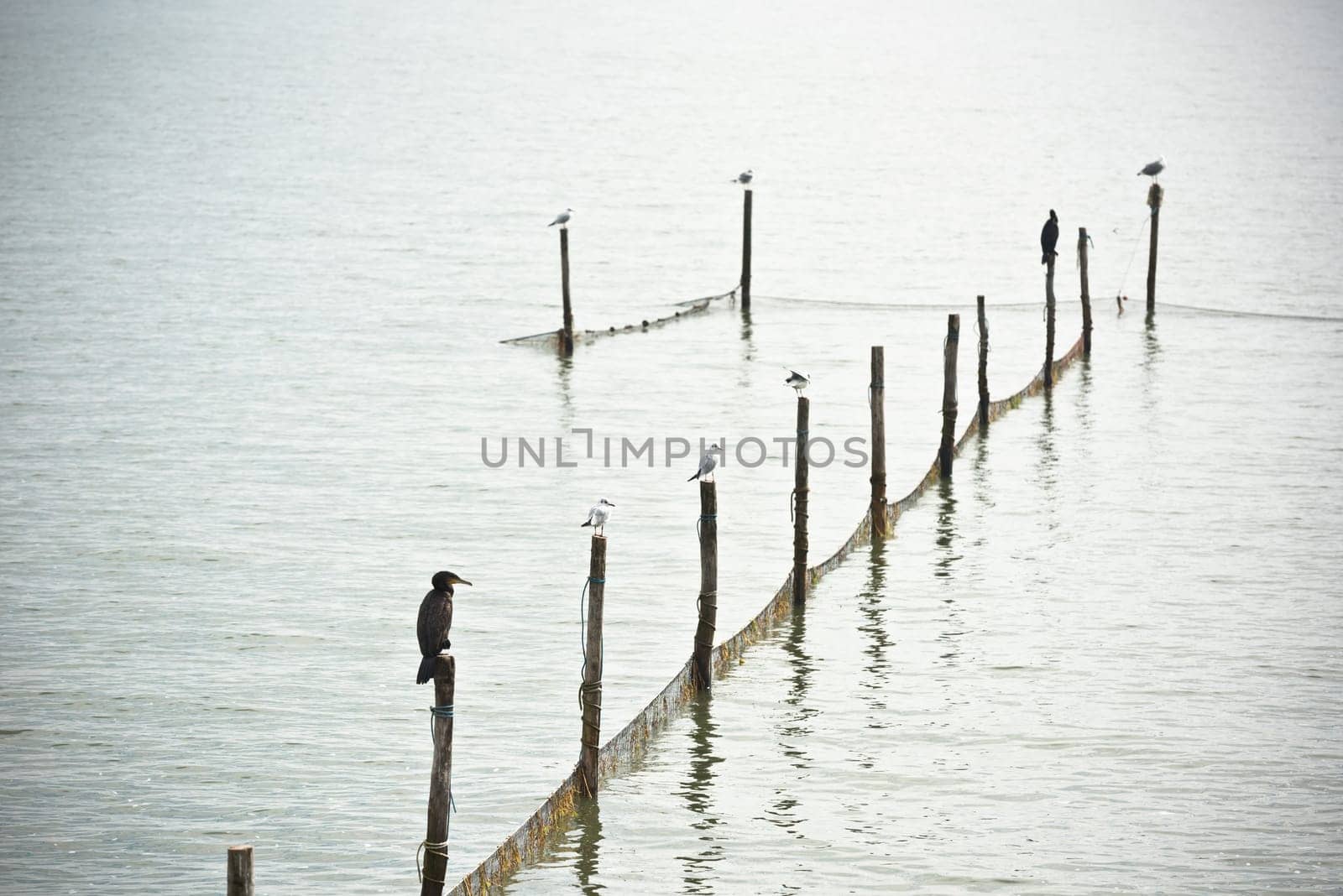 Northern Sea landscape: still water and birds on wooden posts