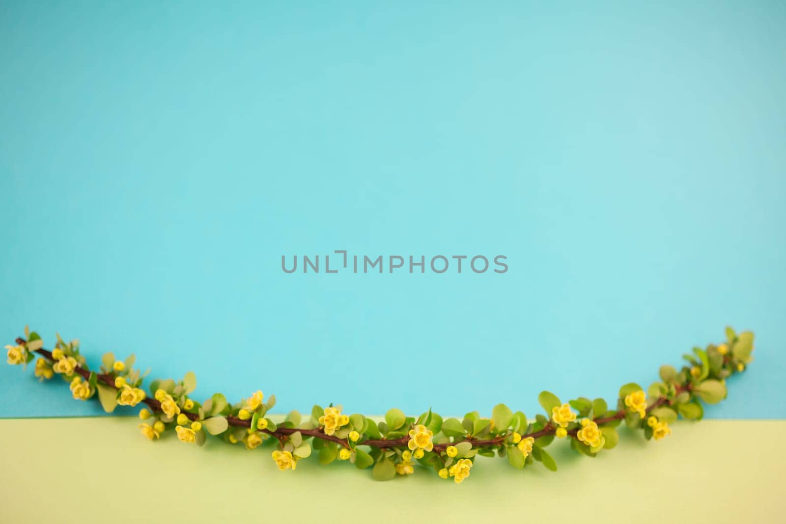 Spring blossoming barberry branch with green leaves, barbs and yellow flowers on pastel color paper background with copy space in minimal style, template for text