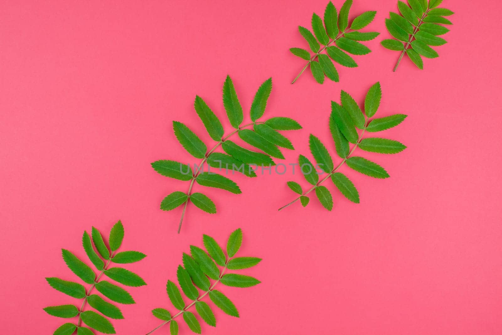 Creative flat lay top view pattern with fresh green rowan tree leaves on bright pink background with copy space in minimal duotone pop art style, frame template for text