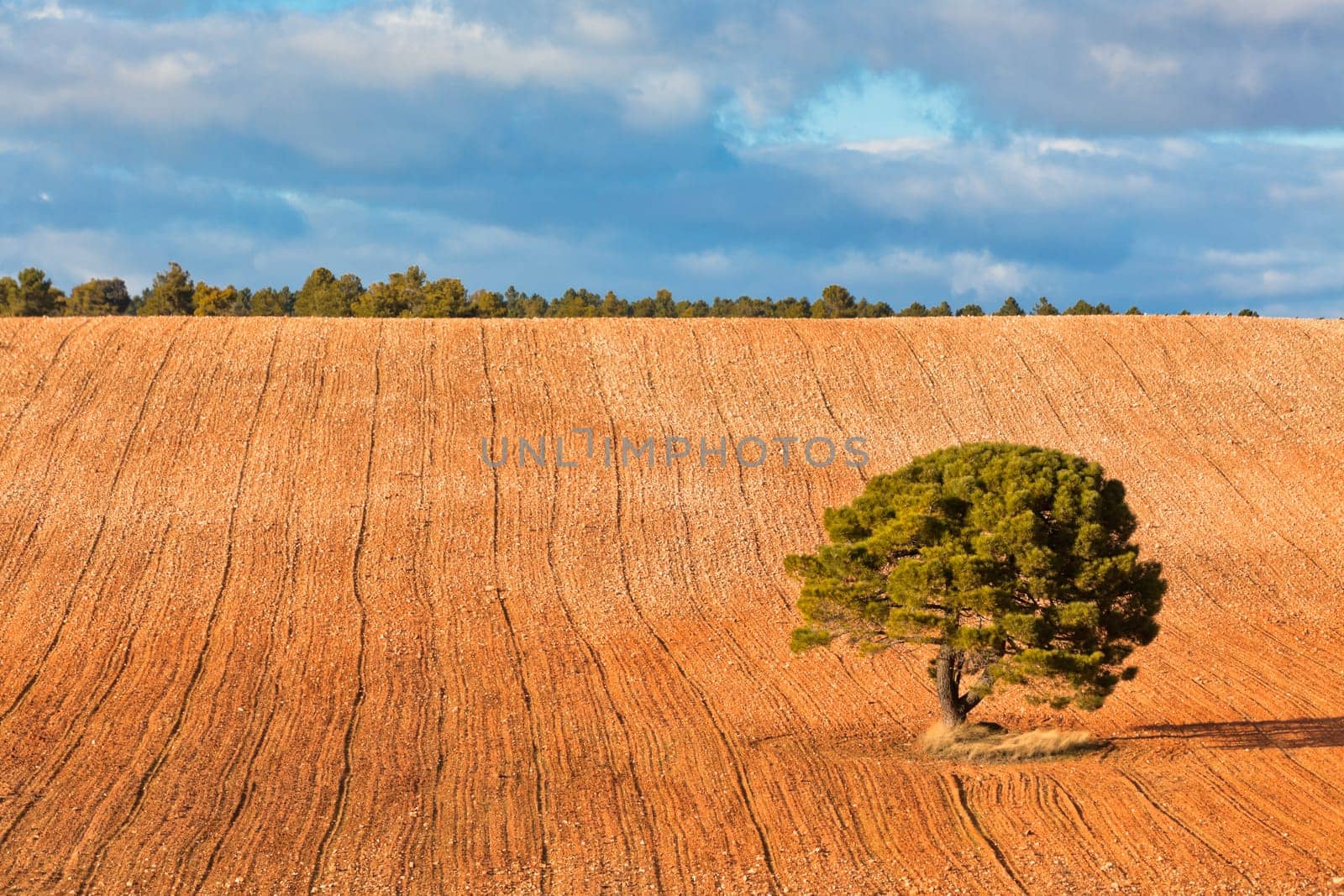 LonelyÊtree against blue sky with clouds andÊcultivatedÊfield.