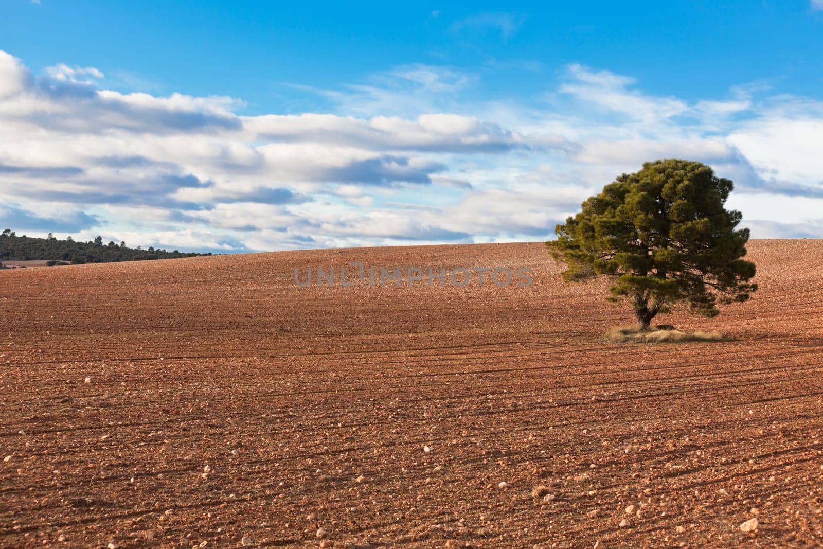 LonelyÊtree against blue sky with clouds andÊcultivatedÊfield.