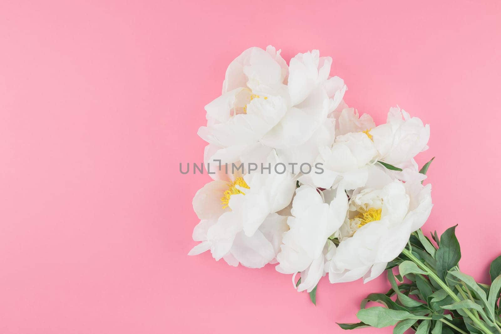Blooming white peony flowers on pastel color paper background with copy space in minimal style, template for postcard, lettering, text your design. Wedding invitation and celebration greeting concept