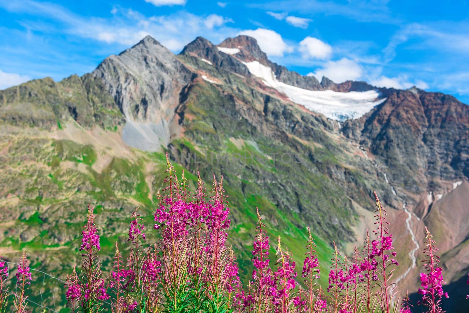 Swiss Apls mountains in summer with wild pink flowers on the foreground
