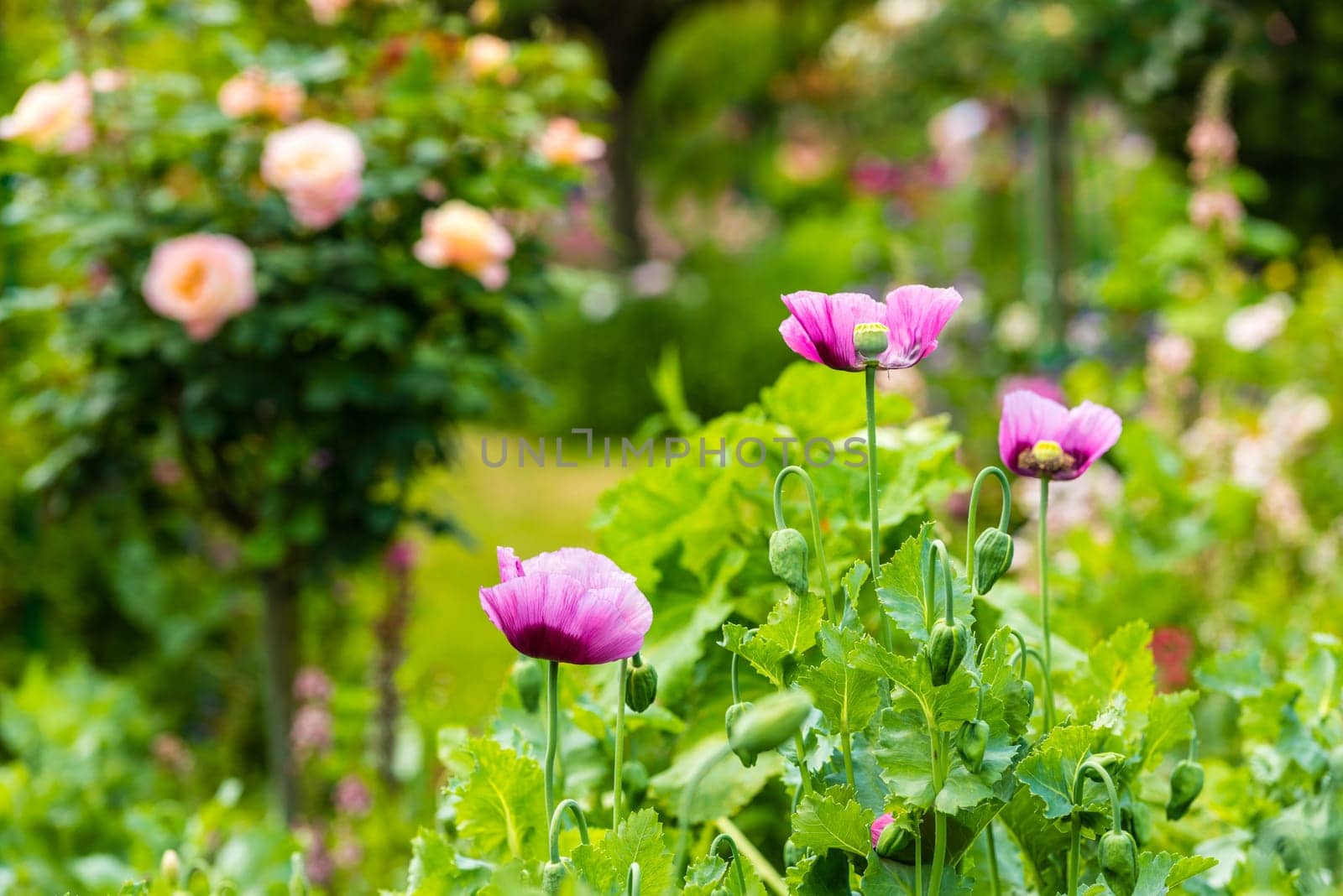 Pink poppies in a summer garden on sunny day. Horizontal shot