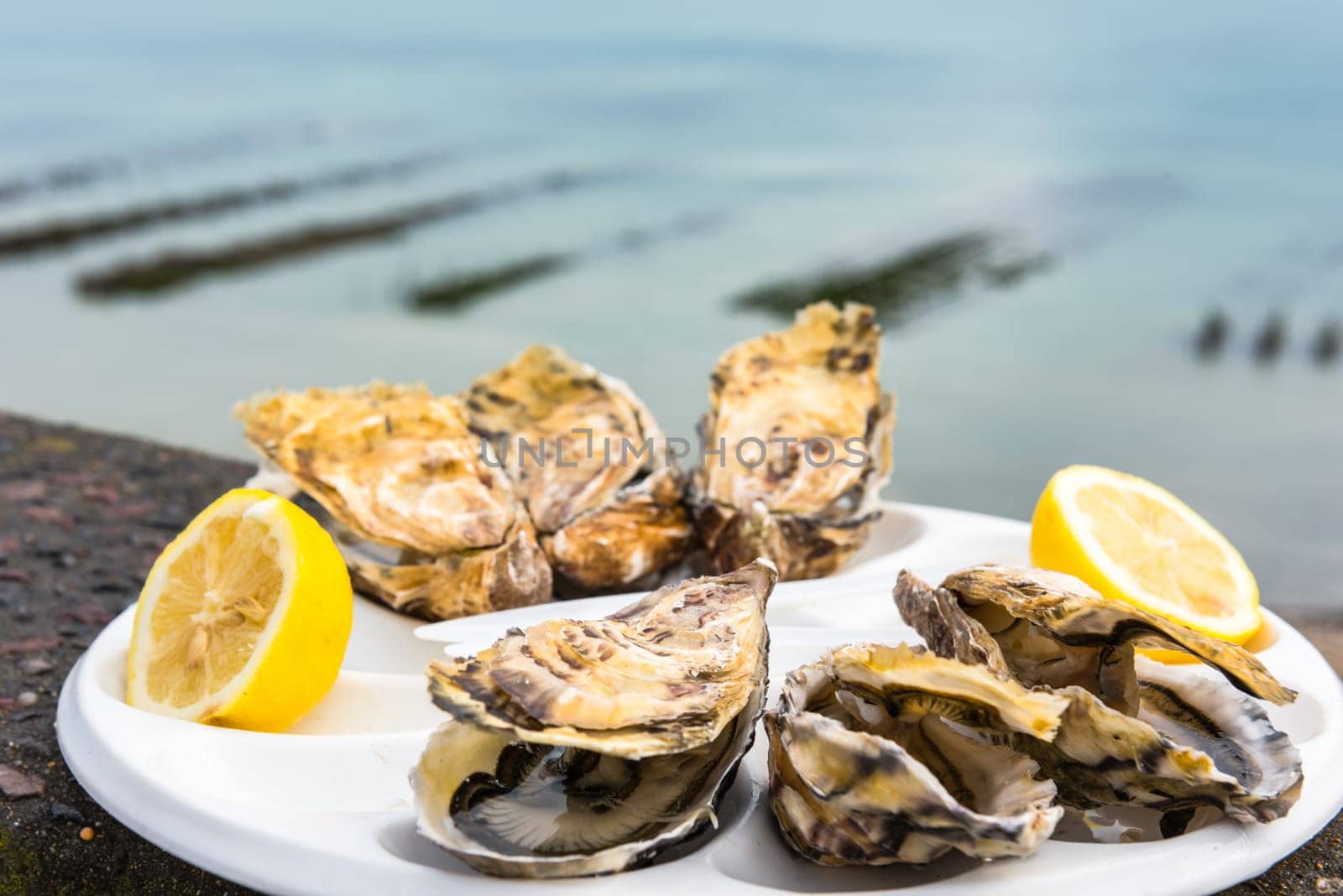 Half a dozen oysters with a lemon on a plastic plate eating outdoors near the sea